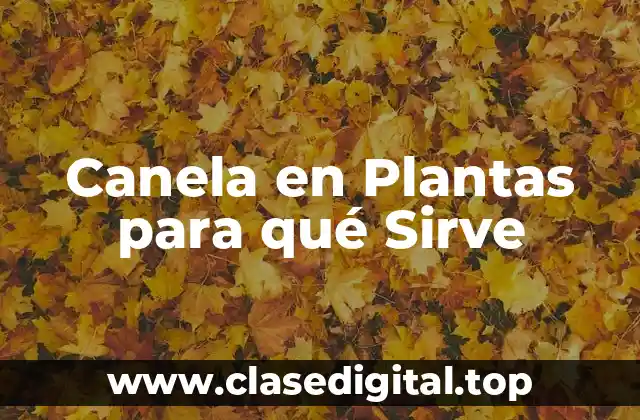 Canela en Plantas para qué Sirve