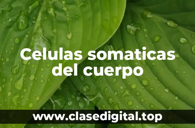 Celulas somaticas del cuerpo