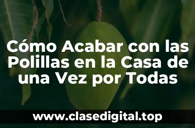 Cómo Acabar con las Polillas en la Casa de una Vez por Todas