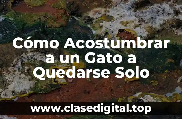 Cómo Acostumbrar a un Gato a Quedarse Solo