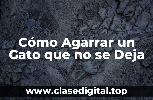 Entendiendo el Comportamiento del Gato