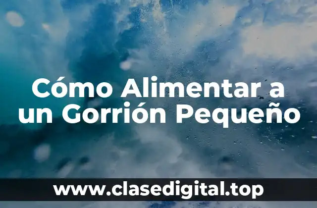 Importancia de la Alimentación en la Crianza de Gorrión Pequeño