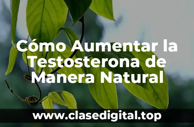 ¿Qué Factores Afectan la Producción de Testosterona?