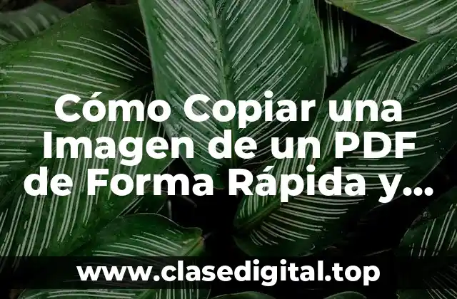 Cómo Copiar una Imagen de un PDF de Forma Rápida y Fácil