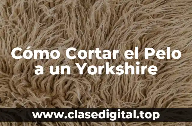 ¿Por qué es Importante Cortar el Pelo a un Yorkshire?