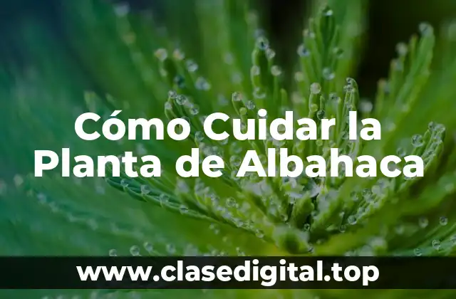Cómo Cuidar la Planta de Albahaca