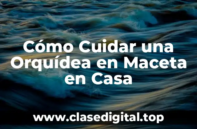 Cómo Cuidar una Orquídea en Maceta en Casa