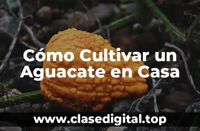¿Por qué Deberías Cultivar un Aguacate en Casa?