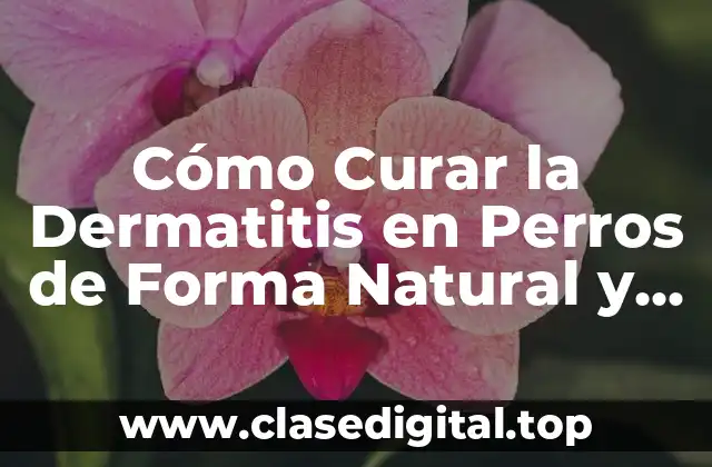 Cómo Curar la Dermatitis en Perros de Forma Natural y Efectiva