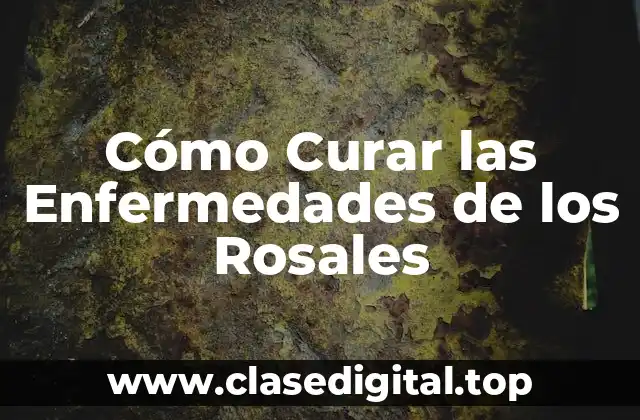 Cómo Curar las Enfermedades de los Rosales