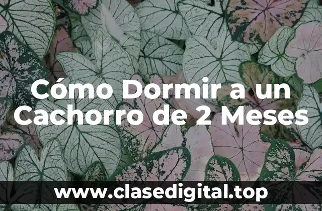 Cómo Dormir a un Cachorro de 2 Meses