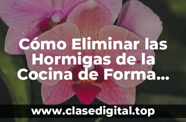 Cómo Eliminar las Hormigas de la Cocina de Forma Efectiva