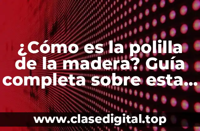¿Cómo es la polilla de la madera? Guía completa sobre esta plaga