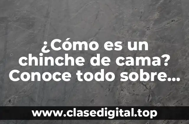 Anatomía y características físicas de los chinchos de cama