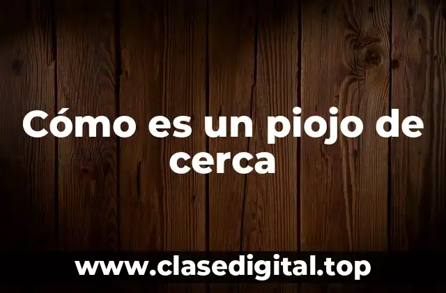 Cómo es un piojo de cerca