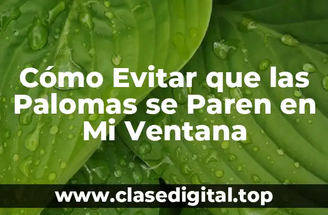 Cómo Evitar que las Palomas se Paren en Mi Ventana