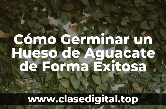 Cómo Germinar un Hueso de Aguacate de Forma Exitosa