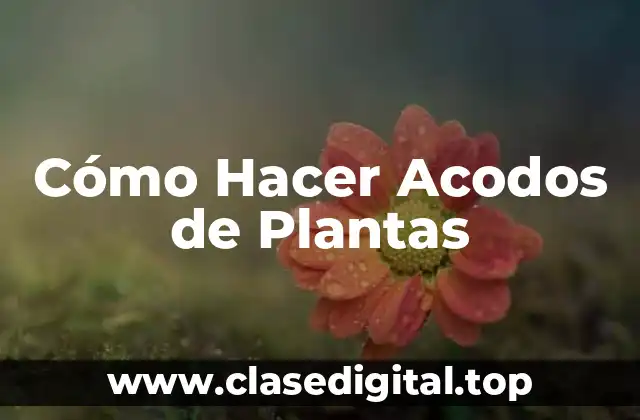 Cómo Hacer Acodos de Plantas