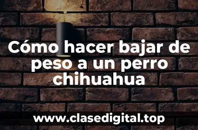 Cómo hacer bajar de peso a un perro chihuahua