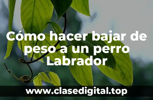 Cómo hacer bajar de peso a un perro Labrador