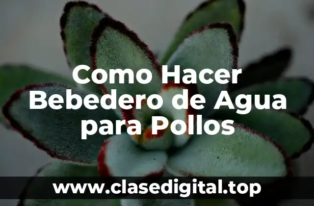 Como Hacer Bebedero de Agua para Pollos