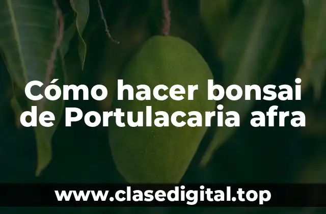 ¿Qué es un bonsai de Portulacaria afra?