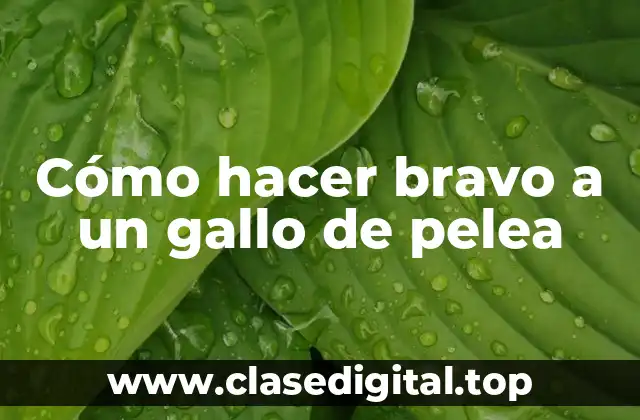 Cómo hacer bravo a un gallo de pelea
