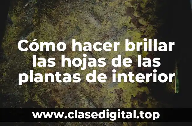 Cómo hacer brillar las hojas de las plantas de interior