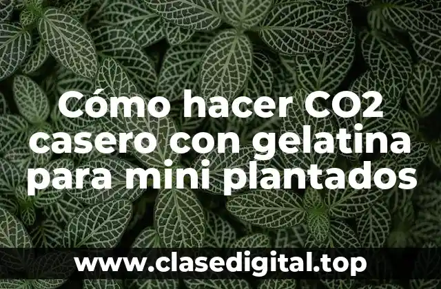 ¿Qué es el CO2 casero con gelatina para mini plantados?