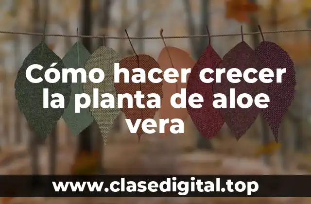 Cómo hacer crecer la planta de aloe vera