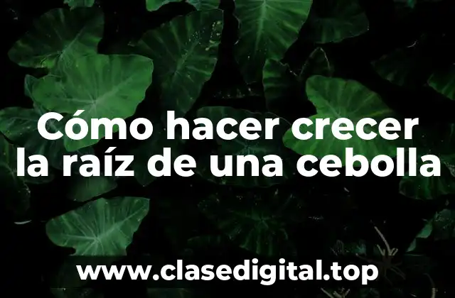 Cómo hacer crecer la raíz de una cebolla