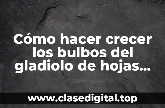 Cómo hacer crecer los bulbos del gladiolo de hojas pequeñas