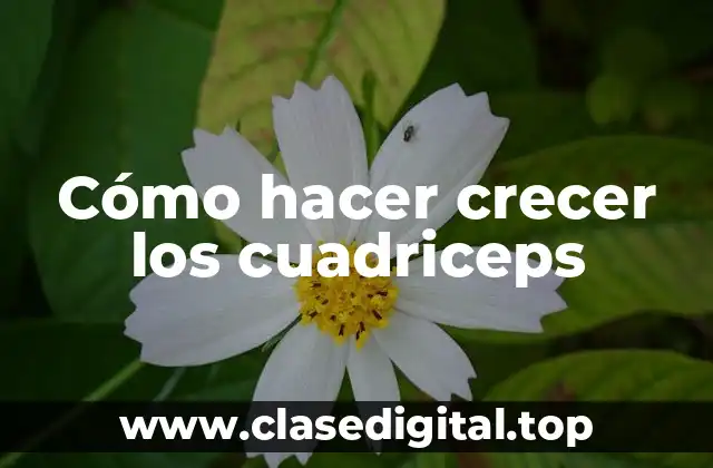 Cómo hacer crecer los cuadriceps