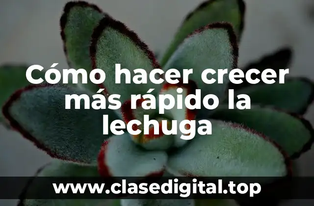 Cómo hacer crecer más rápido la lechuga