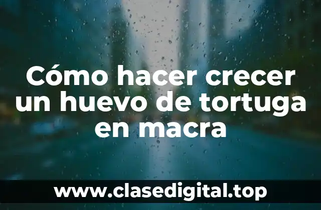 Cómo hacer crecer un huevo de tortuga en macra