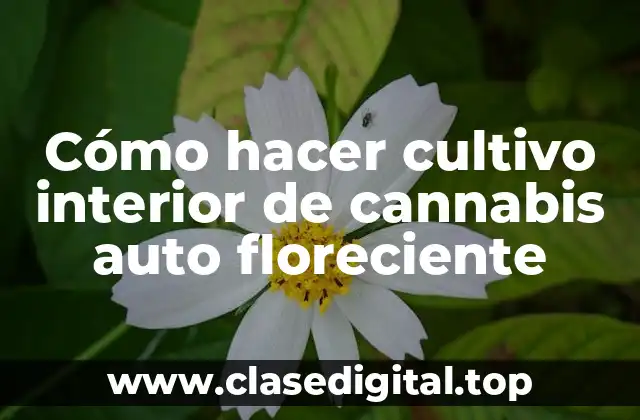 Cómo hacer cultivo interior de cannabis auto floreciente