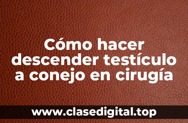 Cómo hacer descender testículo a conejo en cirugía