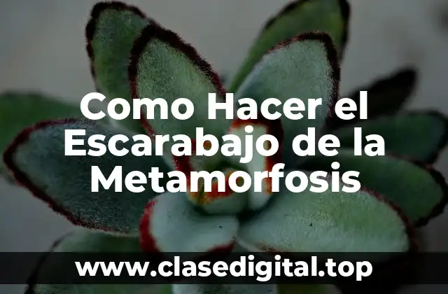 Como Hacer el Escarabajo de la Metamorfosis