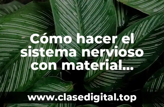 Cómo hacer el sistema nervioso con material reciclable