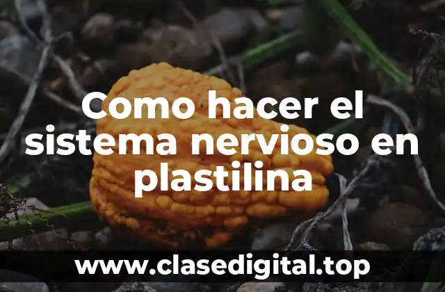 Como hacer el sistema nervioso en plastilina