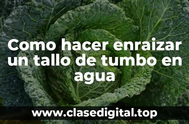 Como hacer enraizar un tallo de tumbo en agua