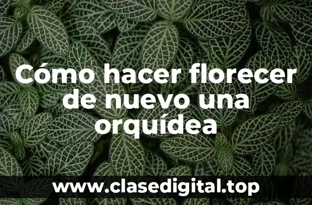 Cómo hacer florecer de nuevo una orquídea