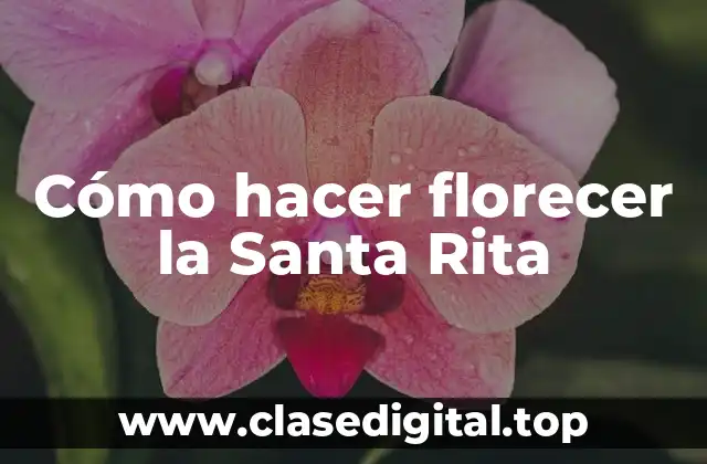 ¿Qué es la Santa Rita y para qué sirve?