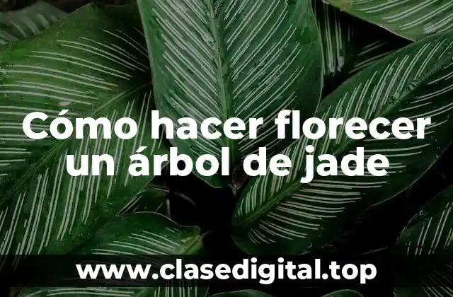Cómo hacer florecer un árbol de jade