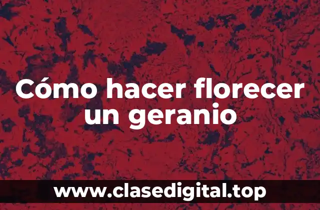 Cómo hacer florecer un geranio