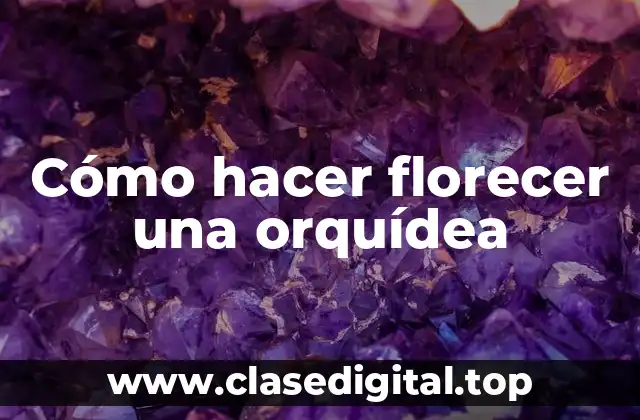 ¿Qué es necesario para hacer florecer una orquídea?