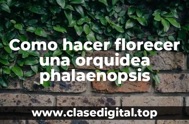 Como hacer florecer una orquidea phalaenopsis