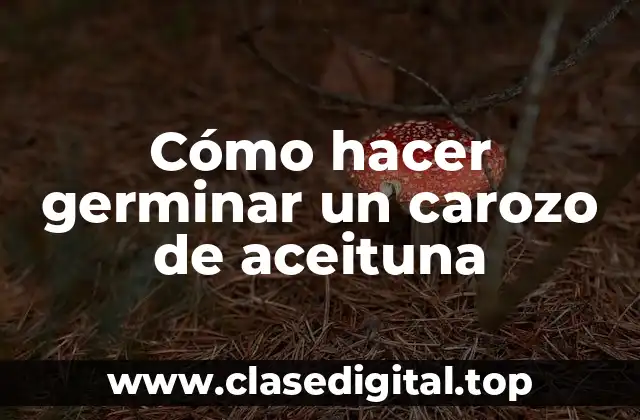 Cómo hacer germinar un carozo de aceituna
