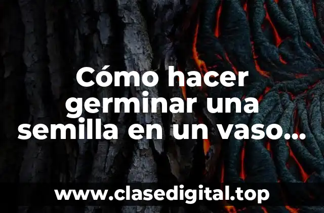 ¿Qué es germinar una semilla en un vaso con algodón?