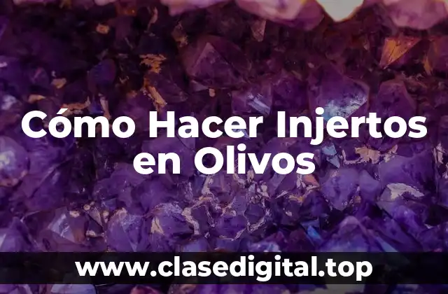 Cómo Hacer Injertos en Olivos